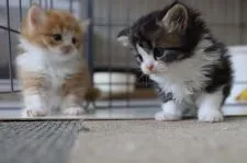 スコティッシュフォールド(立ち耳)【福岡県・男の子・2021年2月27日・】の写真3
