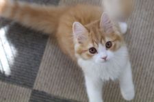 スコティッシュストレート【・男の子・2020年1月11日・レッドタビー&ホワイト】