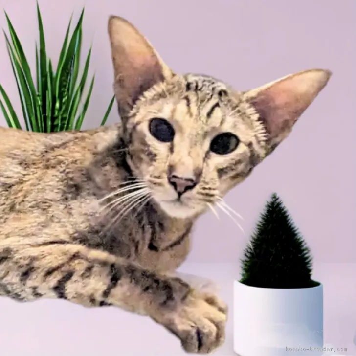 ID：2307-01301の子猫