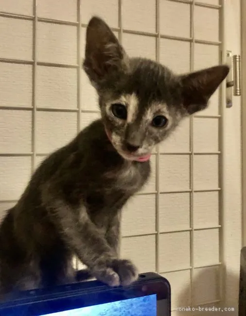 ID：2001-01180の子猫