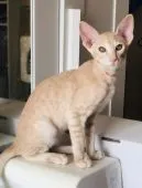 オリエンタルショートヘア【埼玉県・男の子・2019年11月4日・クリームスポッテッドタビー】の写真1「とてもキレイなクリーム色のスポットとタビー模様です。」