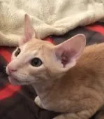 オリエンタルショートヘア【埼玉県・男の子・2019年11月4日・クリームスポッテッドタビー】の写真2