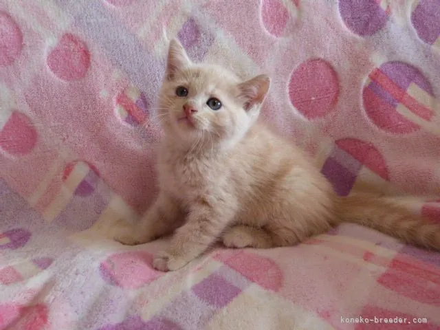 ID：2107-00239の子猫