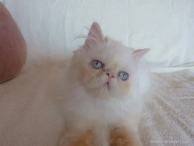 ヒマラヤン【高知県・女の子・2021年5月22日・フレーム 又は クリームポイント】の写真1「10月3日撮影」