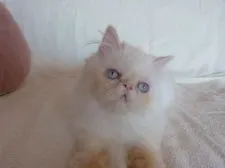 ヒマラヤン【高知県・女の子・2021年5月22日・フレーム 又は クリームポイント】の写真1「10月3日撮影」