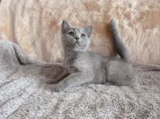 ロシアンブルー X ペルシャ【高知県・女の子・2021年5月15日・ブルークリーム】の写真2「9月5日撮影」