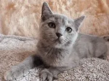 ロシアンブルー X ペルシャ【高知県・女の子・2021年5月15日・ブルークリーム】の写真4「９月５日撮影」