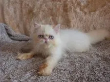 ヒマラヤン【高知県・女の子・2021年5月22日・フレーム 又は クリームポイント】の写真5「９月５日撮影」