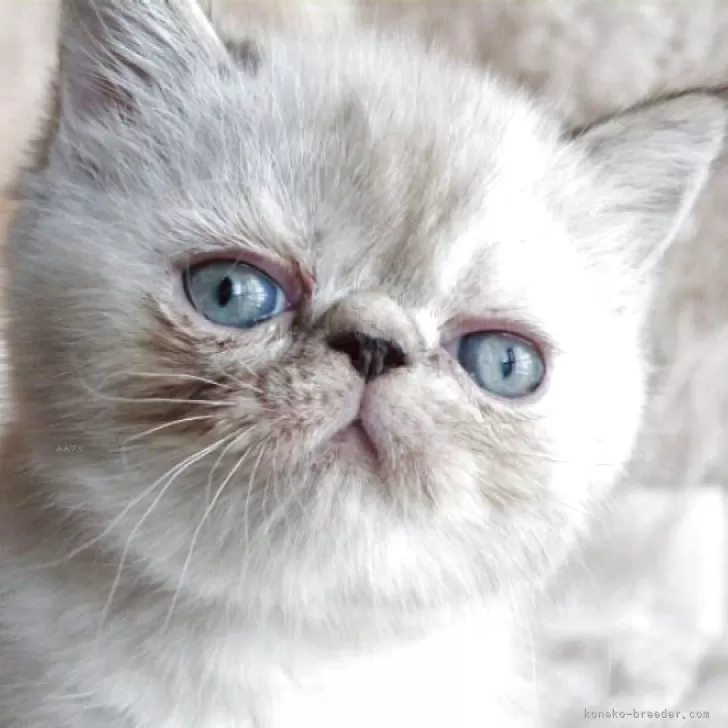 ID：2507-01365の子猫