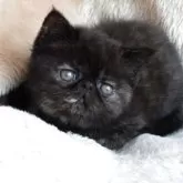 エキゾチックショートヘア