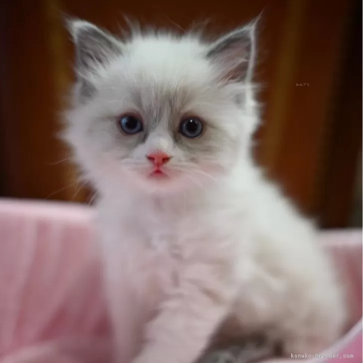 ID:2405-00160の子猫