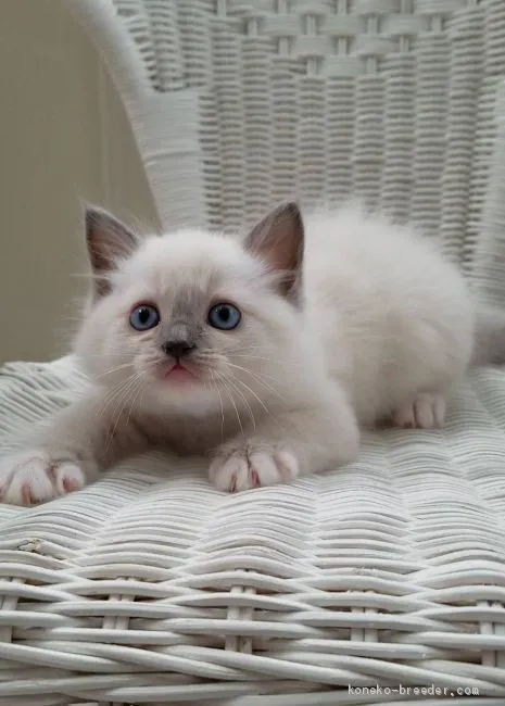 ID:1905-00843の子猫