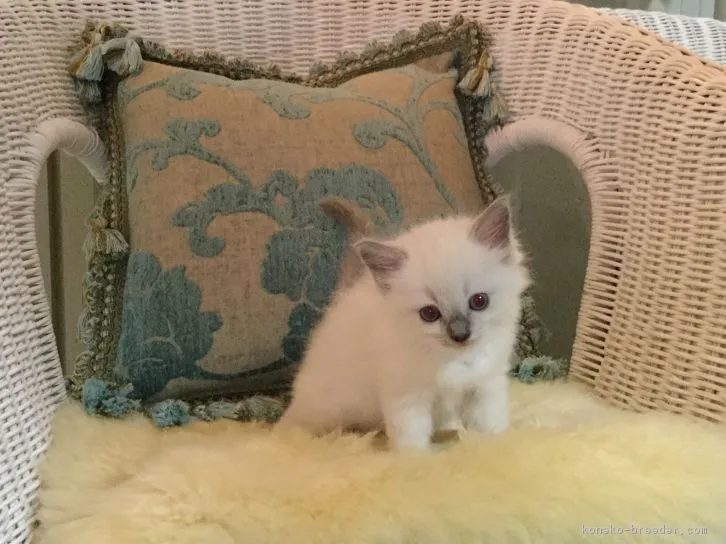 らぐママ 様のお迎えした子猫