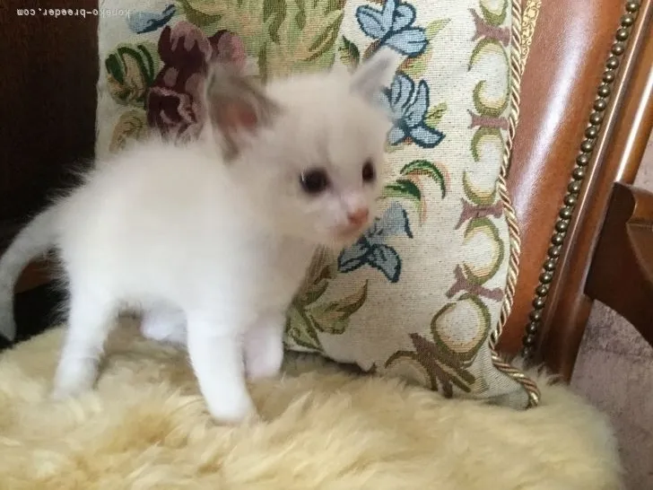 ID:2110-00371の子猫