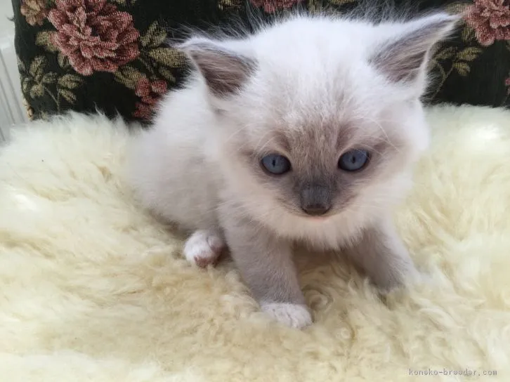 k 様のお迎えした子猫