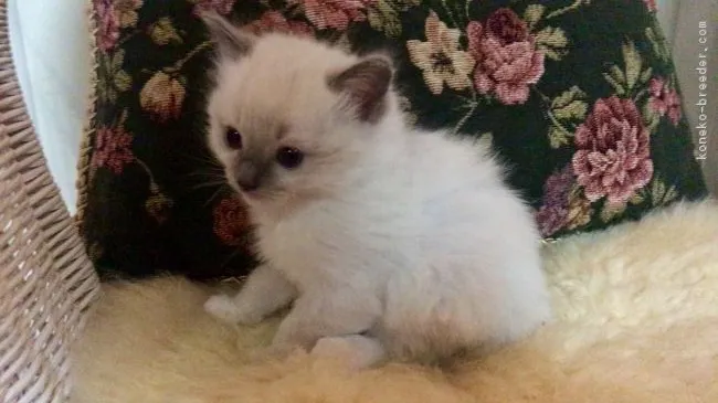 tumjin 様のお迎えした子猫