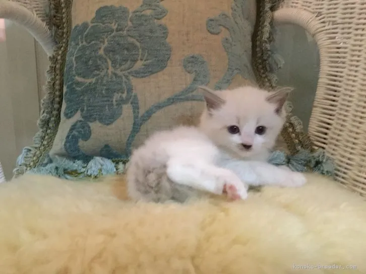 宮城クッキー 様のお迎えした子猫