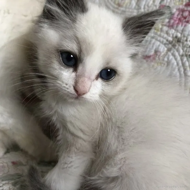 ID：2305-00937の子猫