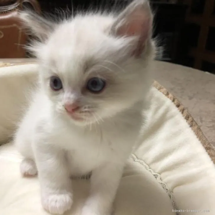 ID：2211-01024の子猫