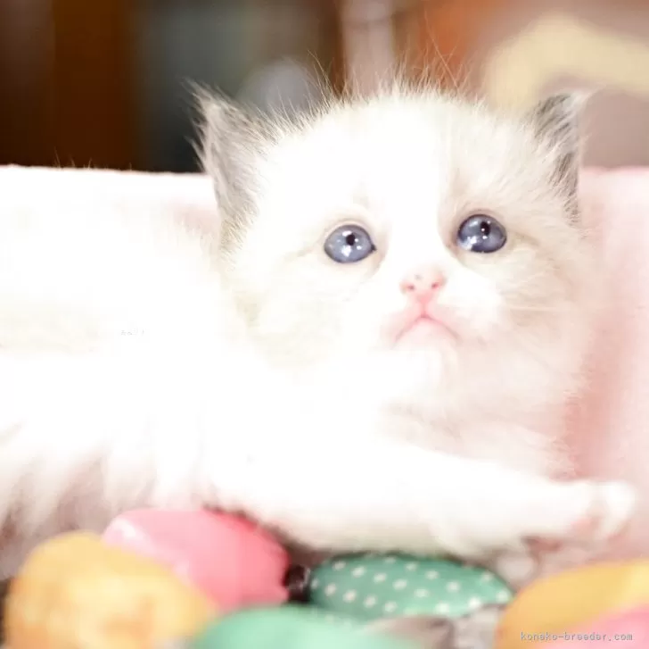 ラグドール【福岡県・女の子・2025年4月10日・ブルーポイントバイカラー】の写真1「ハチハレのバランスが綺麗です」