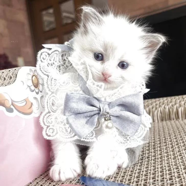 ID：2505-00284の子猫