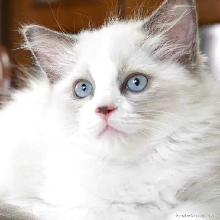 ID：2505-00296の子猫