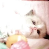 ラグドール【福岡県・女の子・2025年4月10日・ブルーポイントバイカラー】の写真3「おっとりしています」