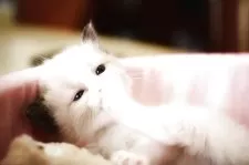 ラグドール【福岡県・女の子・2025年4月10日・ブルーポイントバイカラー】の写真5