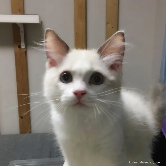 ID：1906-00380の子猫