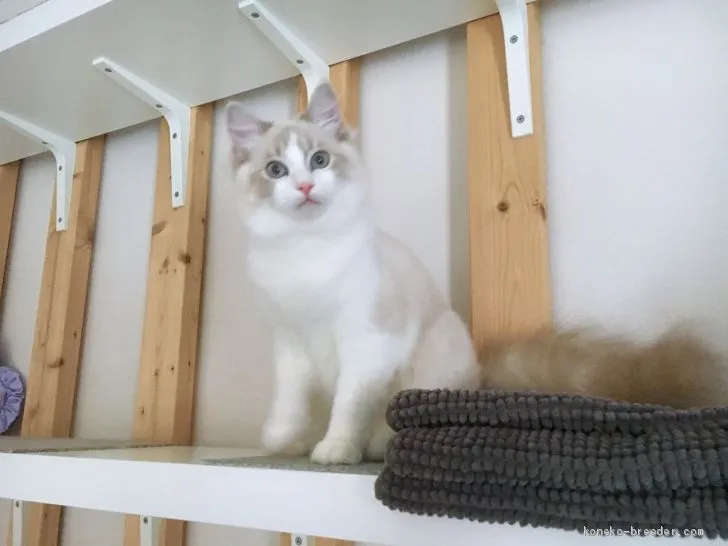 ID：1908-00937の子猫