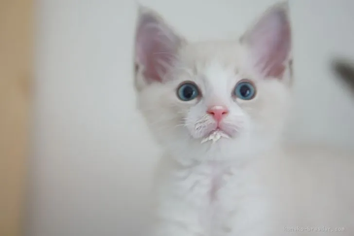 ID：1808-00481の子猫