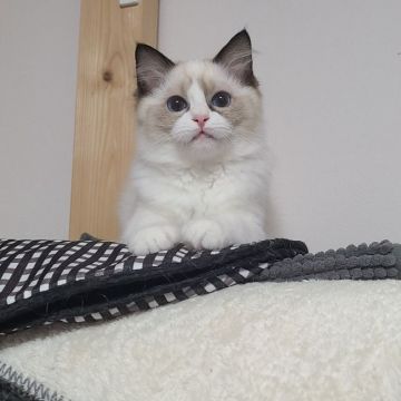 ラグドール【東京都・女の子・2020年1月24日・シール ポイント バイカラー（シルキーなコートです）】の写真「兄妹で一番目が大きい子」