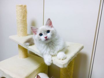 ラグドール【東京都・女の子・2019年5月21日・ブルー リンクス ポイント バイカラー】の写真「人懐こい青目が綺麗な女の子」