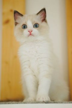 ラグドール【東京都・男の子・2019年4月11日・ブルーポイントバイカラー（ふわふわモフモフ）】の写真「パパヨーロッパ血統の子猫です」