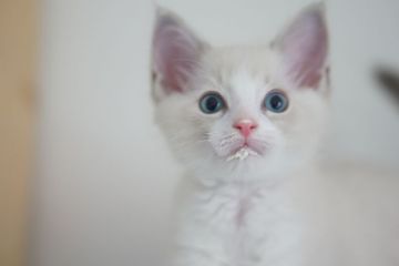 ラグドール【東京都・男の子・2018年4月22日・ブルーリンクスポイントバイカラー（シルキーなセミロングヘア）】の写真「お元気で人懐こい甘え上手」