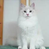 ラグドール【東京都・男の子・2023年4月6日・ブルーリンクスポイントバイカラー】の写真1