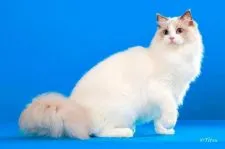 ラグドール【東京都・男の子・2021年2月12日・】の写真2「ママ猫」