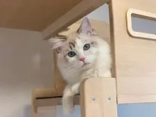 ラグドール【東京都・男の子・2021年3月11日・シールポイント バイカラー】の写真3「パパのトニー君」