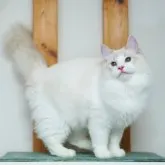 ラグドール【東京都・男の子・2023年4月6日・ブルーリンクスポイントバイカラー】の写真3