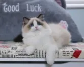 ラグドール【東京都・男の子・2023年7月2日・シールリンクスポイント バイカラー】の写真4「ママ猫のスターちゃん」