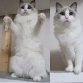 ラグドール【東京都・女の子・2019年5月21日・】の写真5「ママ猫猫じゃらし大好きな遊び上手お母さんです。」