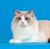 ラグドール【東京都・男の子・2023年4月6日・ブルーリンクスポイントバイカラー】の写真5「パパのルラバイ君(ご参考までに)」