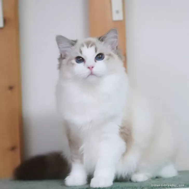 ID:2507-00462の子猫