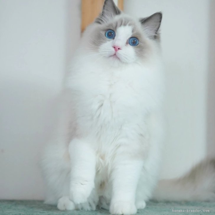 ブリーダー画像