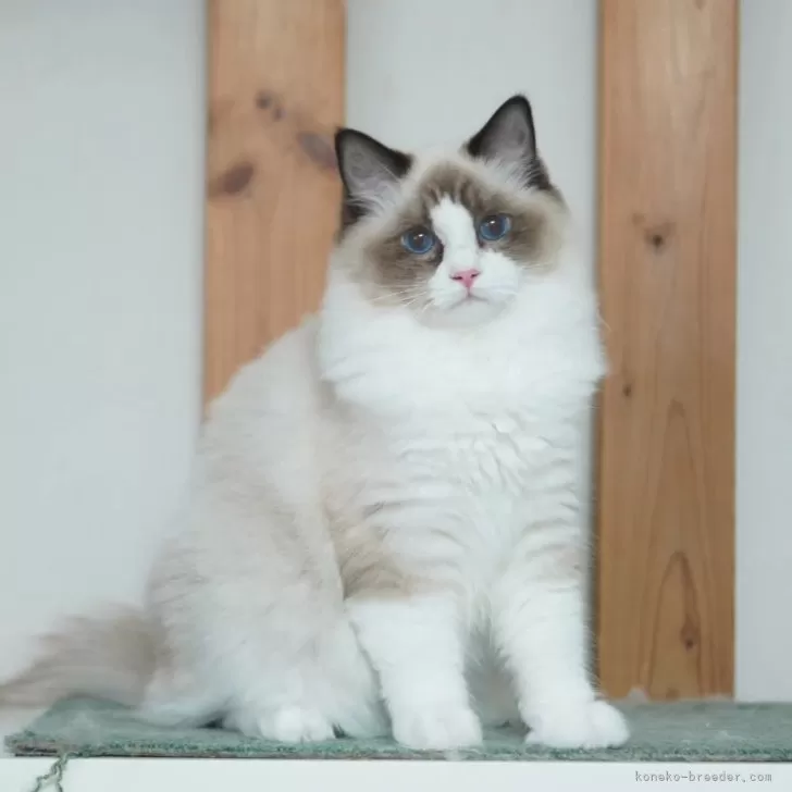 ラグドール【東京都・女の子・2025年5月19日・シールーポイントバイカラー】の写真1