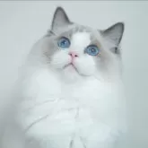 ラグドール【東京都・男の子・2025年5月19日・ブルーポイントバイカラー】の写真5「甘いお顔立ちと鮮やかなブルーアイがチャームポイントです。」