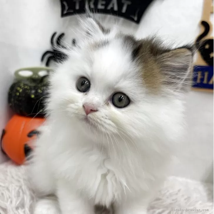 ミヌエット(長足)【北海道・男の子・2025年8月30日・ブラウンタビー&amp;ホワイトバン】の写真1