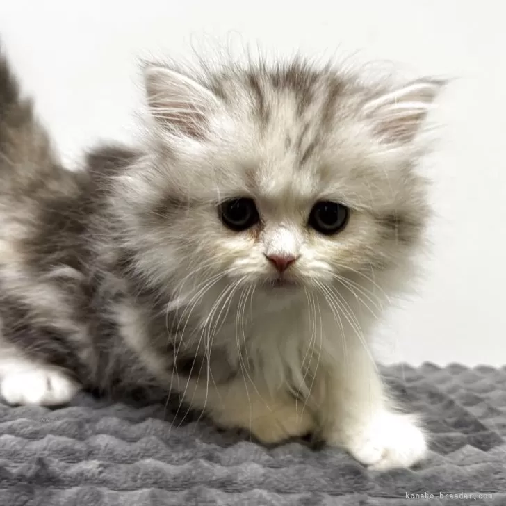 ID:2508-00828の子猫
