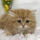 ミヌエット(長足)
