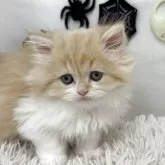 ミヌエット(長足)